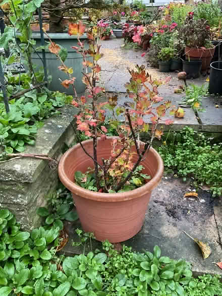 Photo of free Gooseberry Bush (Leeds LS14) #1