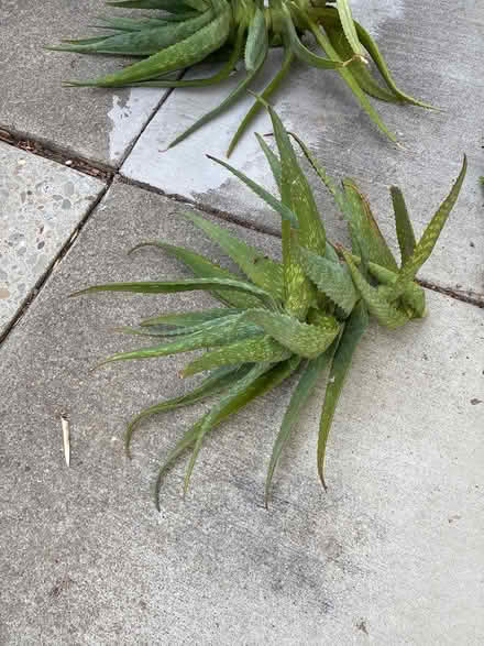 Photo of free Aloe (Union City near Quarry Lakes) #2