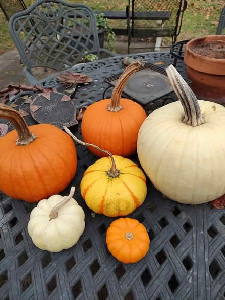 Photo of free Pumpkins (Odenton) #1