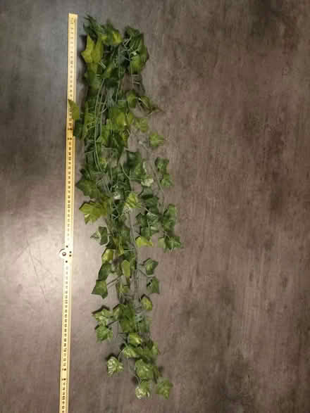 Photo of free Plastic Ivy (Hathern LE11) #1