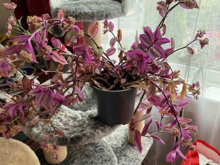 Photo of free Houseplant (Leeds LS14) #1