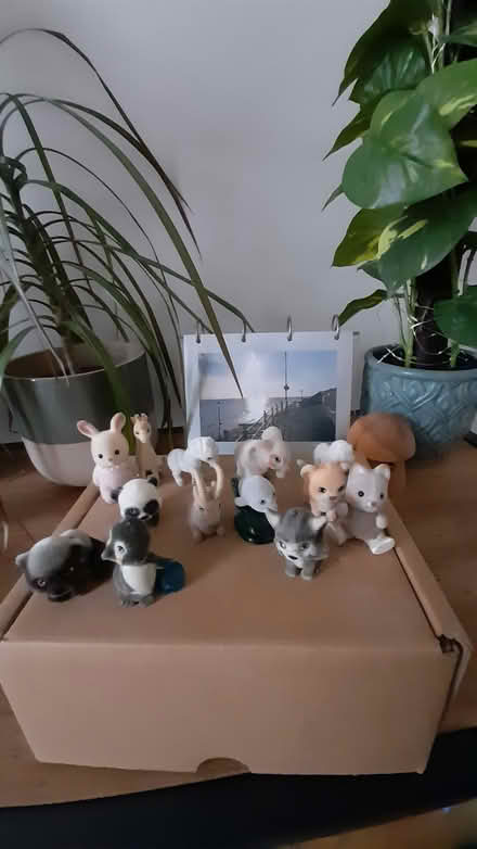 Photo of free Animal collection (Marshalswick St.Albans) #1