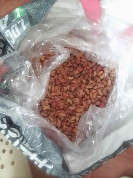 Photo of free Doggy Vittles 10031 (Hamilton Heights 10031) #3