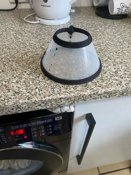 Photo of free Small pets head cone (CH62) #1