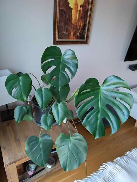 Photo of free monstera plant (1533 Templeton Pl) #1