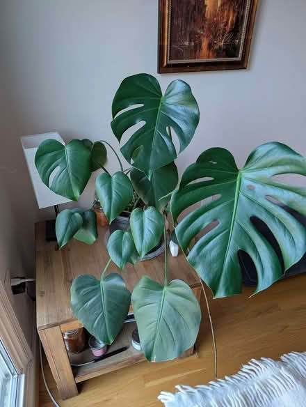 Photo of free monstera plant (1533 Templeton Pl) #2