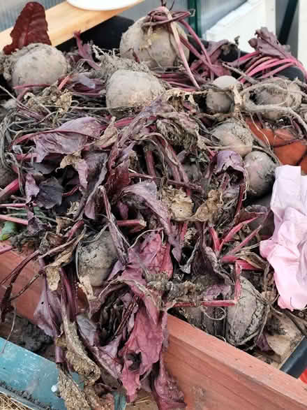 Photo of free Fresh beetroot (DE24 8DR) #1