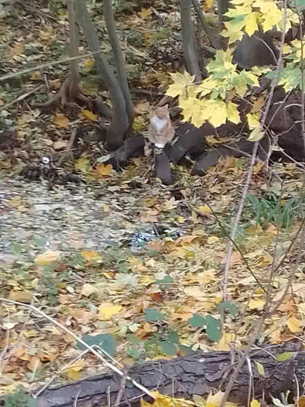Photo of Tablet or laptop (Northamptonshire) #1