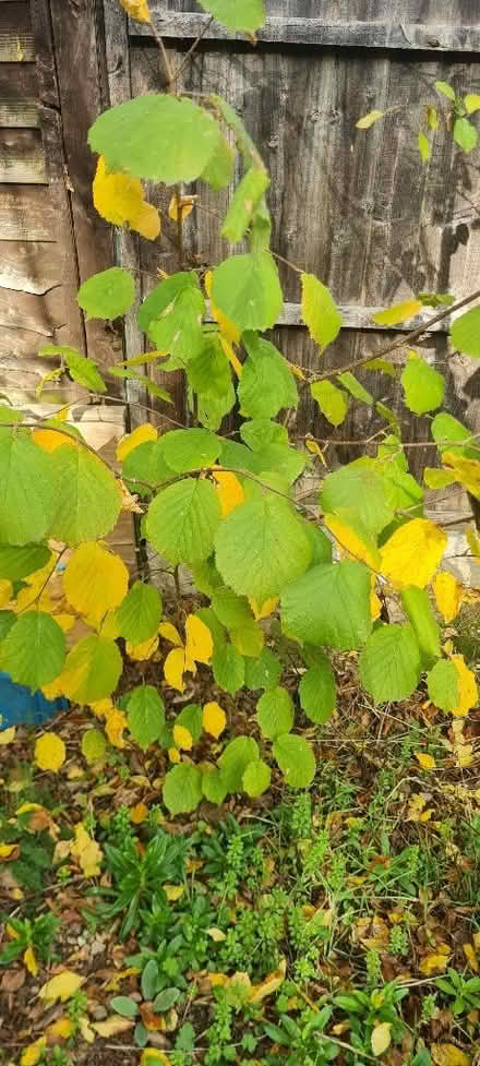 Photo of free Sapling (Priestwood RG42) #1