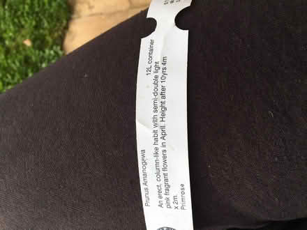 Photo of free Two cherry trees prunus amanogawa (West Oxfordshire OX29) #3