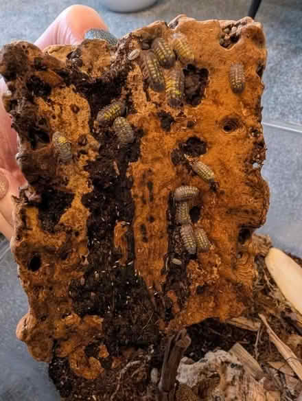 Photo of free Isopods for pets or reptile food (The Highlands TN39) #2