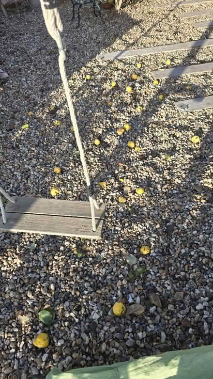 Photo of free Quinces (CT5) #1