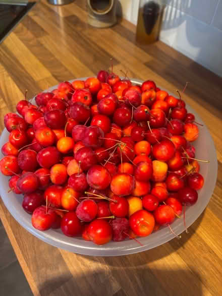 Photo of free Crab apples (Ashford, Surrey TW15) #1
