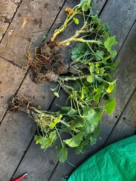 Photo of free Getaniums and plastic pits (Streatham Hill) #1