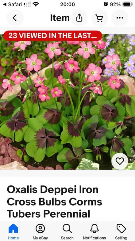 Photo of free Bulbs oxalis iron cross (Loughton IG10) #3