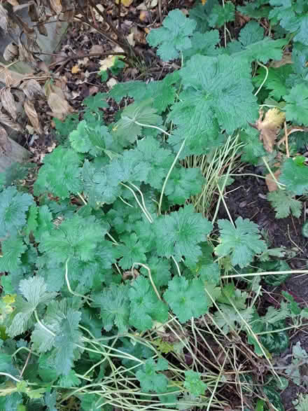 Photo of free Hardy geranium plants (London Rd, HW HP11) #1