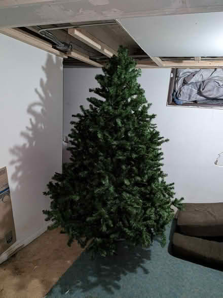 Photo of free Christmas Tree (Aurora) #2