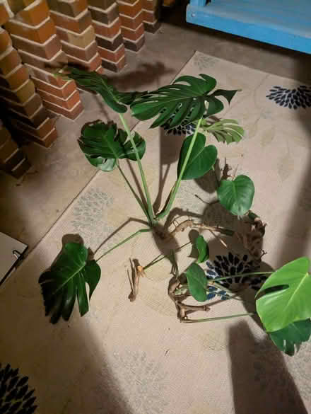 Photo of free Philodendron shoots (Hyattsville) #1