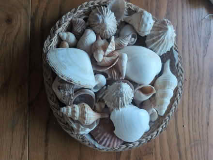 Photo of free Basket of shells. (Cam GL11) #1