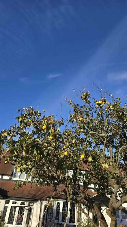 Photo of free Quinces (CT5) #2