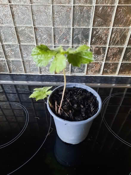 Photo of free Hardy Pink Geranium seedling (Morden SM4) #3