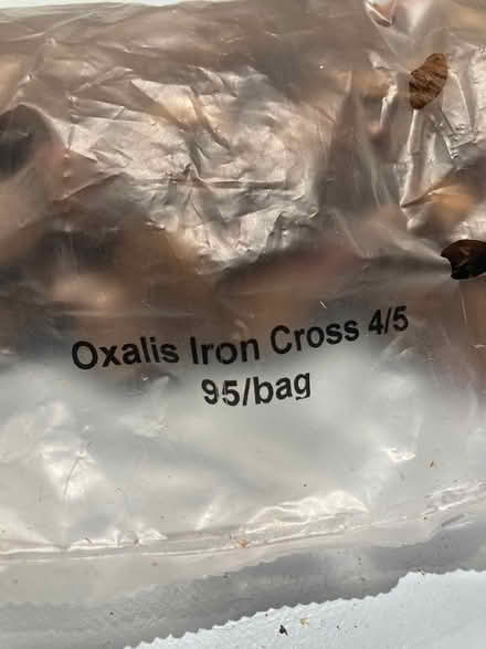 Photo of free Bulbs oxalis iron cross (Loughton IG10) #1