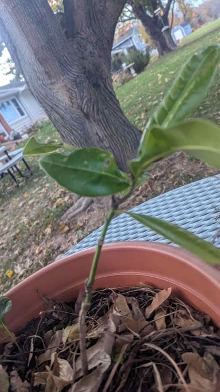 Photo of free Magnolia tree seedlings (Kent Island) #1