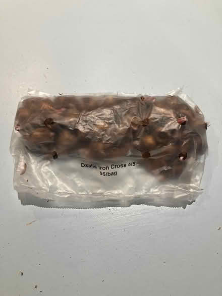 Photo of free Bulbs oxalis iron cross (Loughton IG10) #2