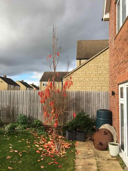 Photo of free Two cherry trees prunus amanogawa (West Oxfordshire OX29) #2