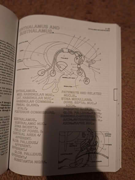 Photo of free Human Brain Colour Book (Brentford Gate TW8) #1