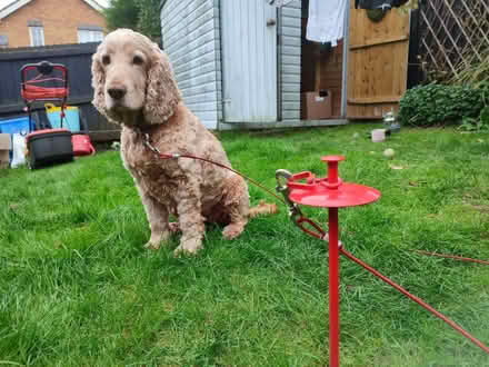 Photo of free Dog Tie-Out Stake (Culverhouse Cross CF5) #1