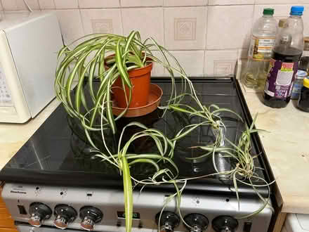 Photo of free Spider plants (Walkley S6) #2