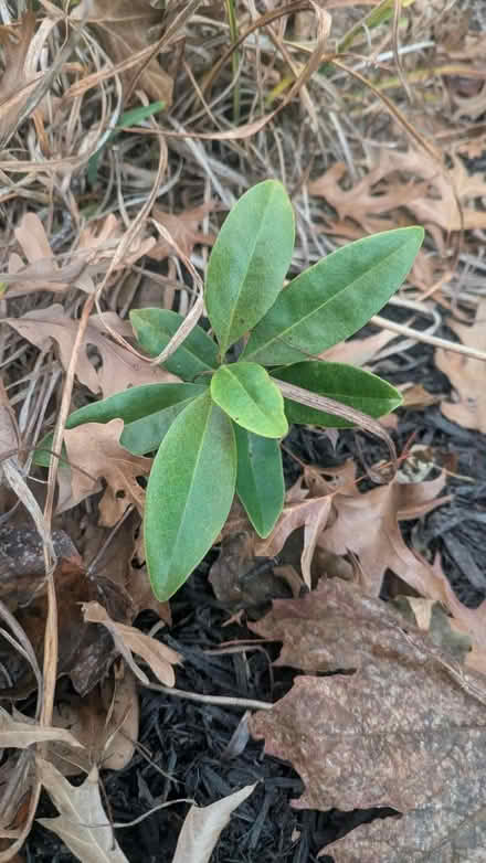 Photo of free Magnolia tree seedlings (Kent Island) #2