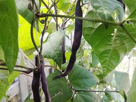 Photo of free bean seeds to grow next year (East of Scarborough Golf Club) #1