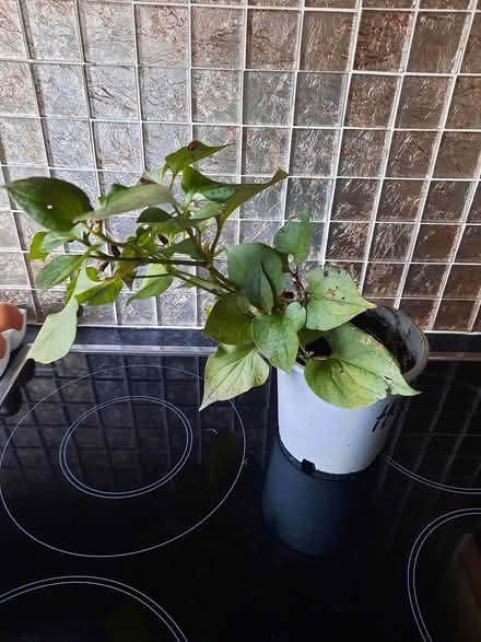 Photo of free Houttuynia (Morden SM4) #3