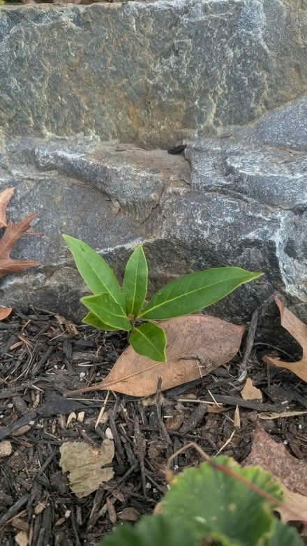 Photo of free Magnolia tree seedlings (Kent Island) #3