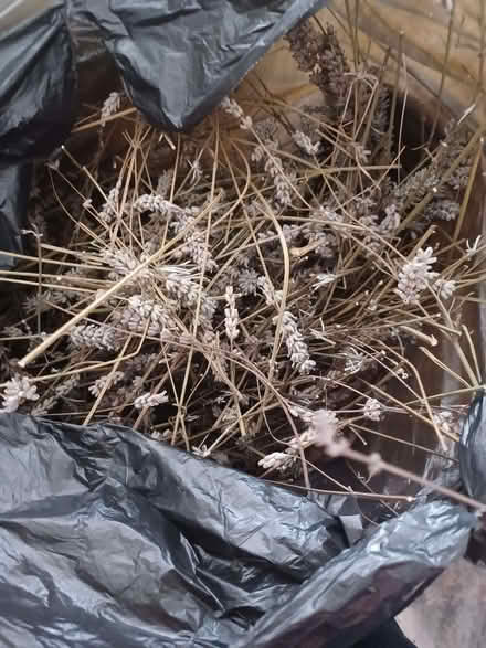 Photo of free Bag of dried lavender. (Glenleigh Park TN39) #2