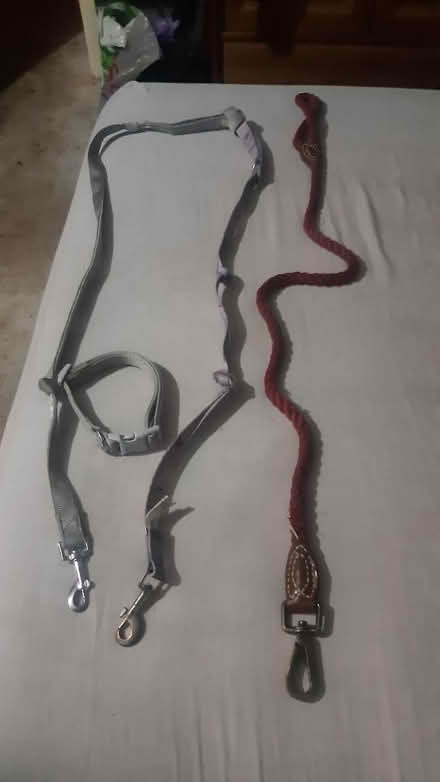 Photo of free Dog lead and Colour (Lewisham) #1