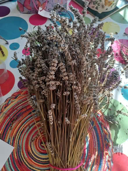 Photo of free Bag of dried lavender. (Glenleigh Park TN39) #1