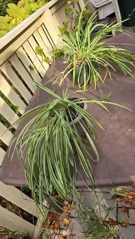 Photo of free 2 spider plants (near Forest Glen Metro) #1