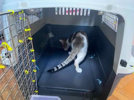 Photo of free Large cat carrier (by Clissold Park N16) #2