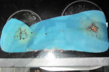 Photo of Microwaveable Neck And Body Warmer (crookes S10) #2