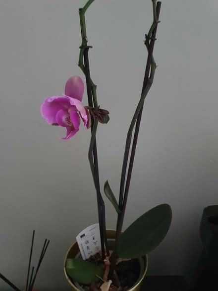 Photo of free 2 pink orchid plants (Aldershot GU12) #2
