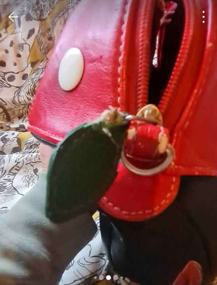 Photo of free Mushroom Bag (Morda SY10) #2