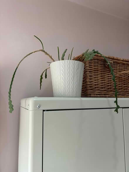 Photo of free Plant (Kempston MK42) #1