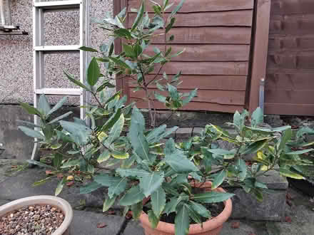 Photo of free Bay plant (Starbeck HG1) #1
