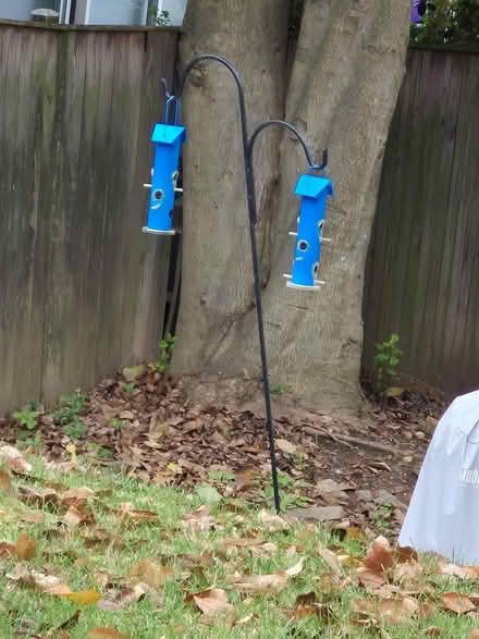 Photo of free bird feeder (20817) #1