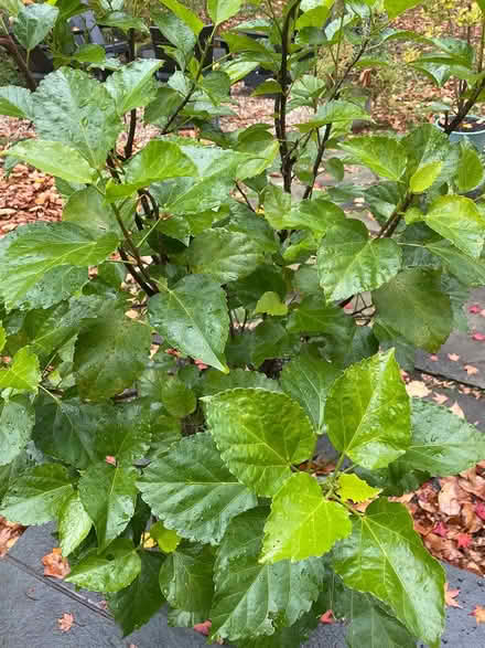 Photo of free Large Hibiscus (Sleepy Hollow, NY) #2