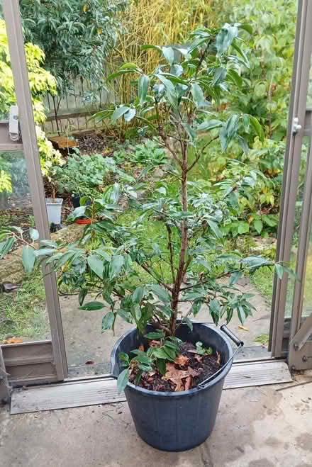 Photo of free Portuguese laurel - small tree (Bicester OX26) #1