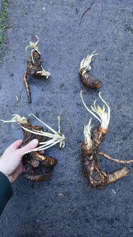 Photo of free Horseradish plants (Newburgh KY14) #1